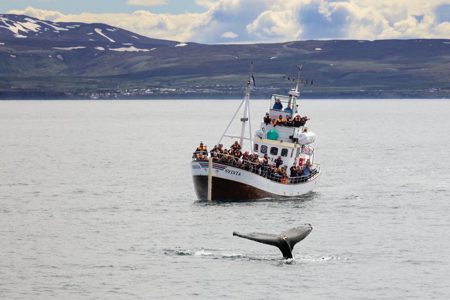 bateau allant faire une excursion pour observer les baleines en Islande