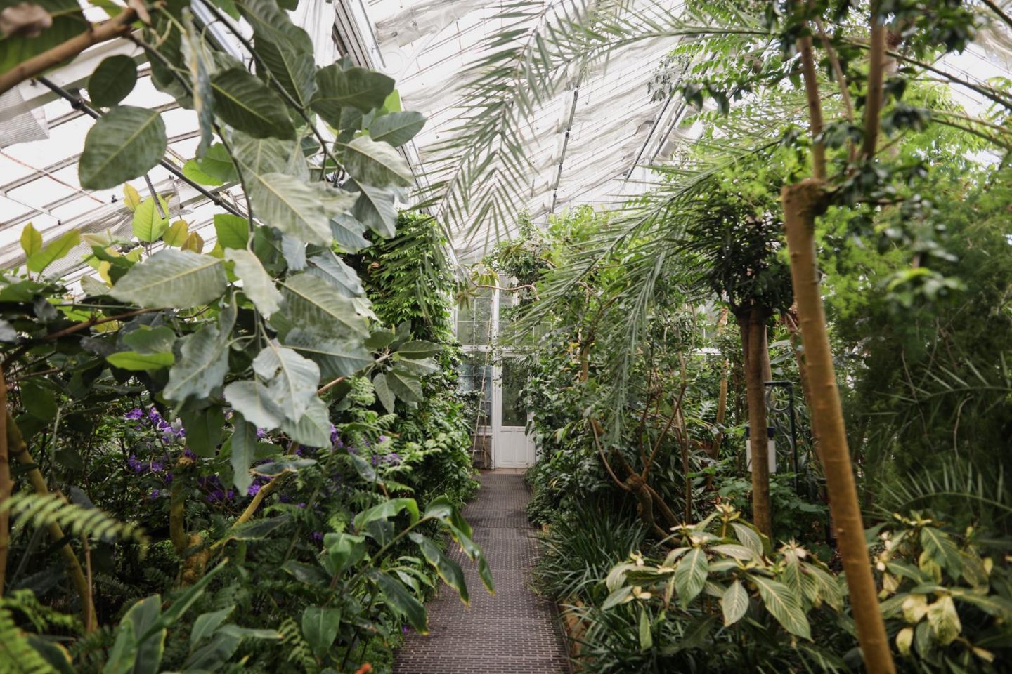 Découverte des serres tropicales du jardin botanique de Copenhague