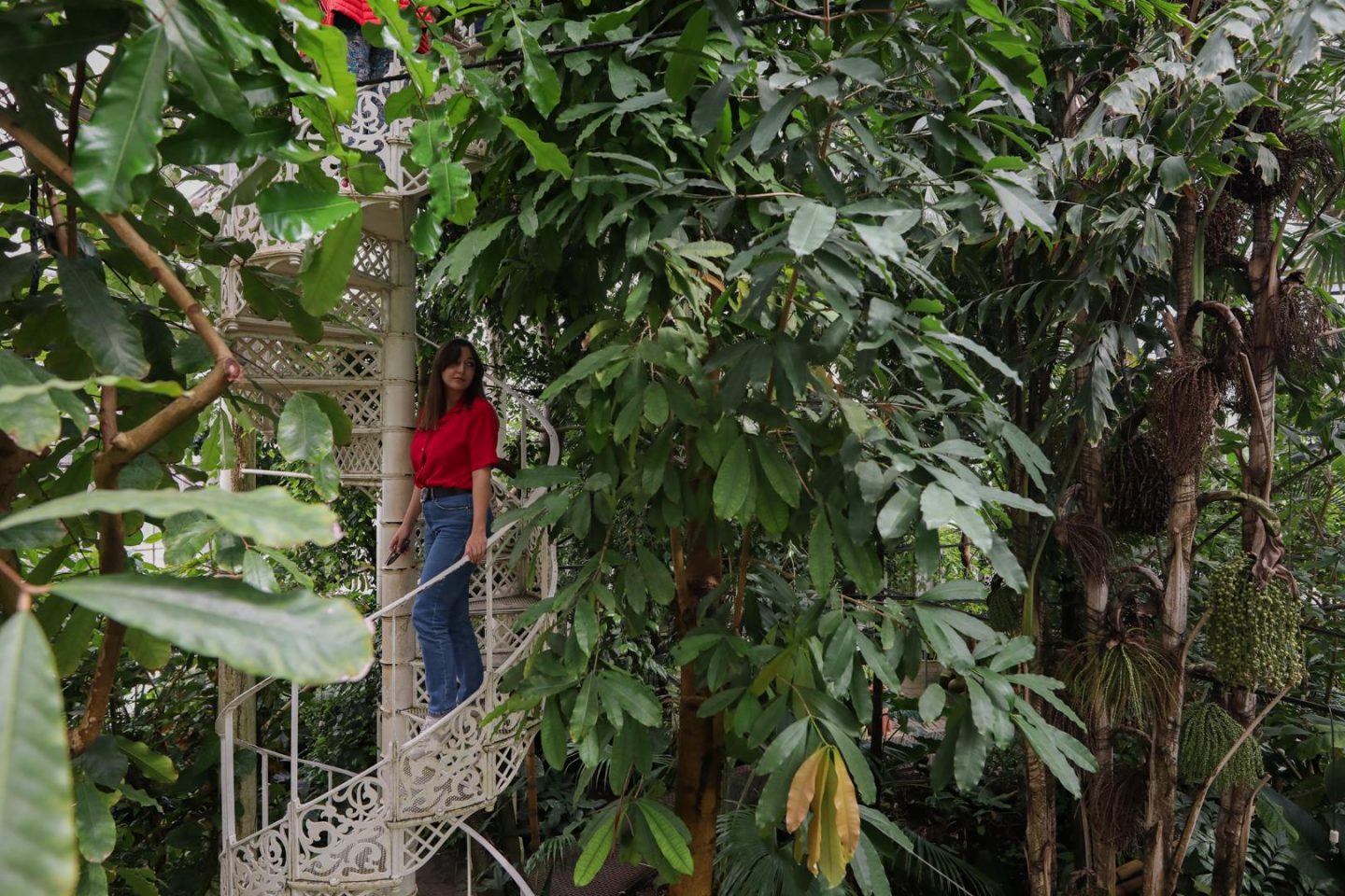 Escalier en colimaçon dans la serre aux palmiers du jardin botanique de Copenhague