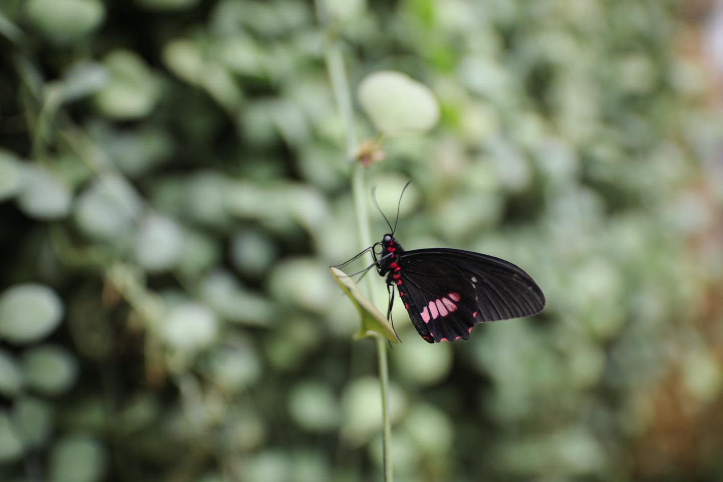 Photographie zoom d'un papillon noir et rose dans la serre aux papillons du jardin botanique de copenhague