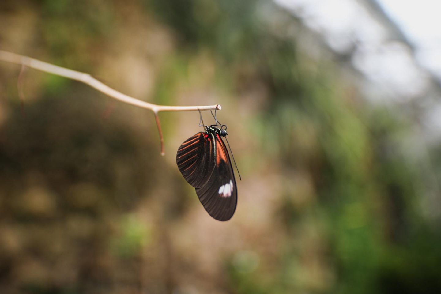 Photographie zoom d'un papillon noir et orange dans la serre aux papillons du jardin botanique de copenhague