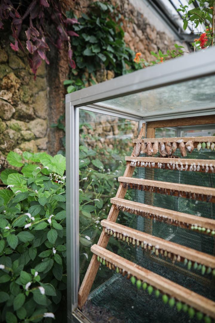 Vue de toutes les chrysalides des papillons à l'intérieur de la serre aux papillons dans le jardin botanique de Copenhague