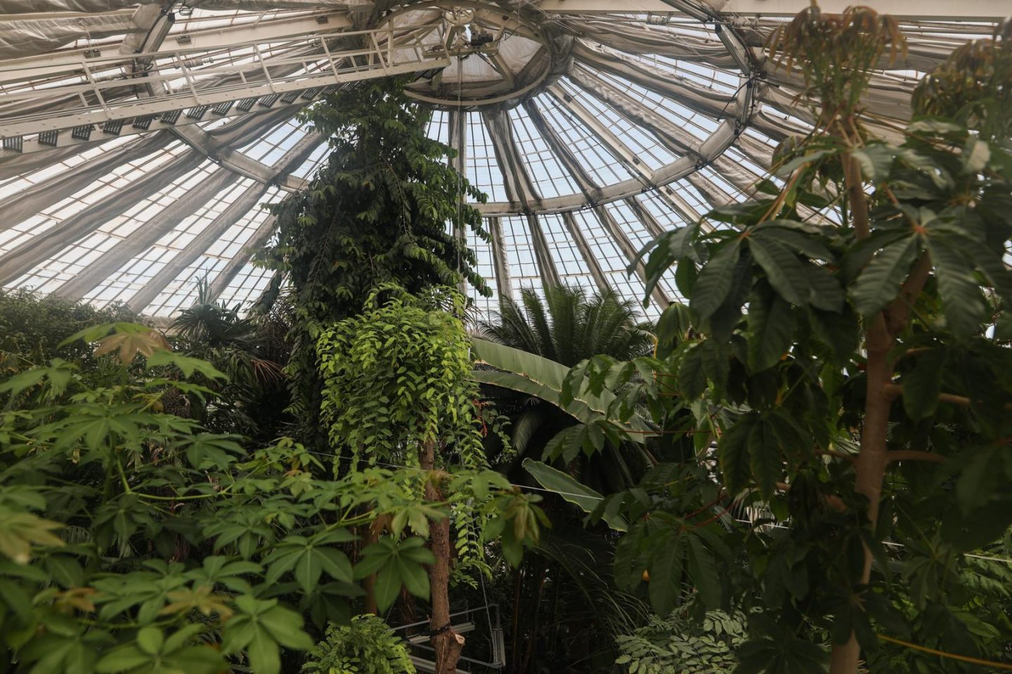 Visite de la serre aux palmiers du jardin botanique de Copenhague