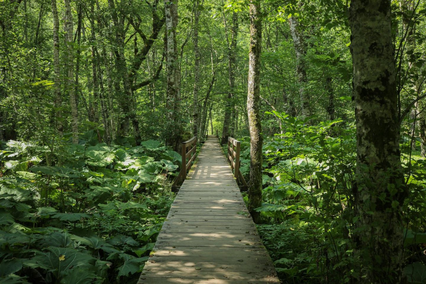 chemin de randonnée dans le parc de Biogradska Gora au Monténégro