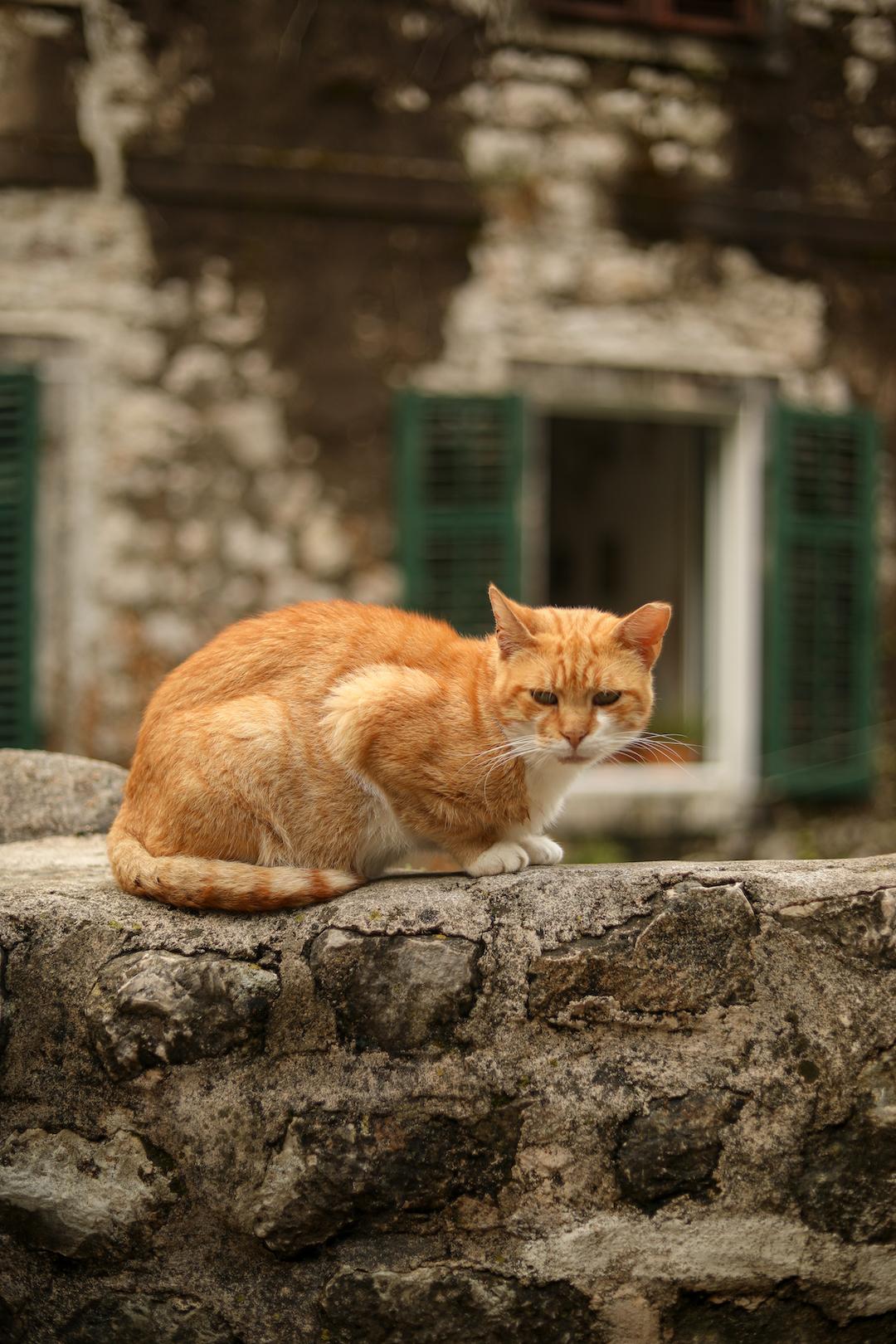 chat sauvage dans les rues de Kotor