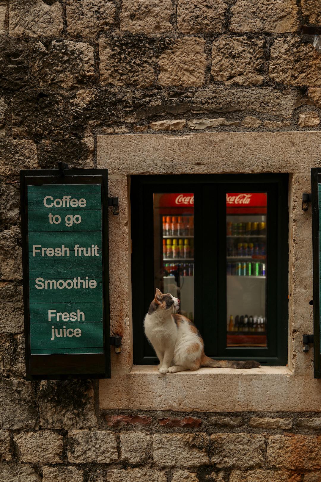 Un chat sauvage dans les ruelles de Kotor sur le rebord d'une fenêtre