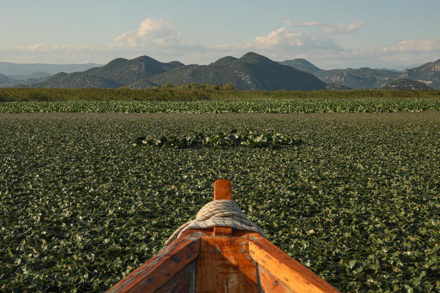 Découverte du lac Skadar au Monténégro et de ses nombreux nénuphars 